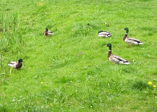 Foto der Enten bei der Fontäne in einer Grünanlage in Buchloe