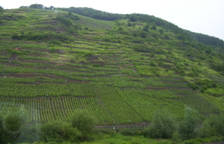 Foto der Weinberge an der Mosel