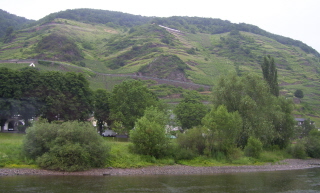 Foto der Weinberge an der Mosel