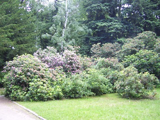 Foto Rhododendrongarten im Alter Stadtpark in G&ouml;rlitz