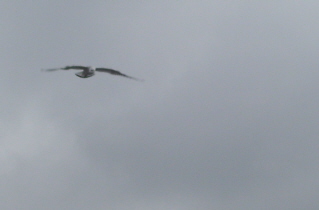 Foto einer fliegenden Mwe am Hafen in Travemnde