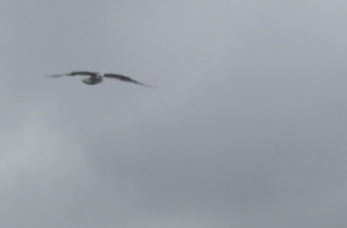 Foto einer fliegenden M�we am Hafen in Travem�nde