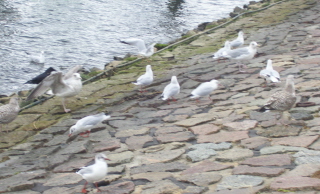 Foto der M�wen am Ufer in Travem�nde