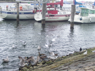 Foto der M�wen und Enten am Hafen in Travem�nde