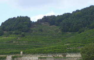 Foto der Weinberge entlang der Donau