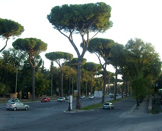 Foto von einem Pinienhain in Rom whrend der Stadtrundfahrt