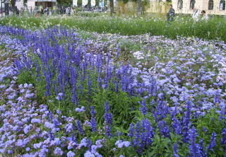 Foto eines blau-weißen Blumenfeldes auf der Buga