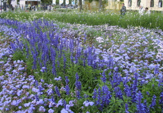 Foto eines blau-wei&szlig;en Blumenfeldes auf der Buga