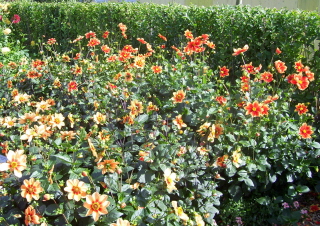 Foto von orangefarbenen Dalien auf der Buga