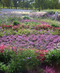 Foto eines rot-violett bl&uuml;henden Blumenbeetes auf der Buga
