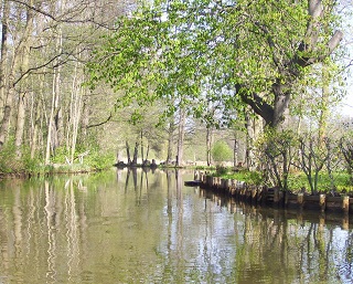 Die Spree im Spreewald