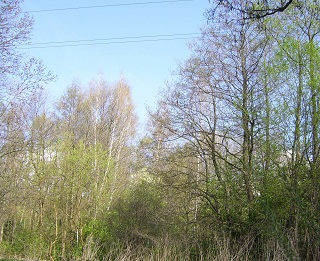 Foto vom Spreewald