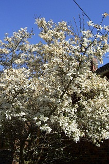 Foto einer Spreewaldmagnolie im Spreewald