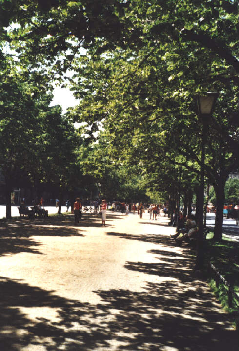 Foto vom Naturdenkmal Unter den Linden in Berlin