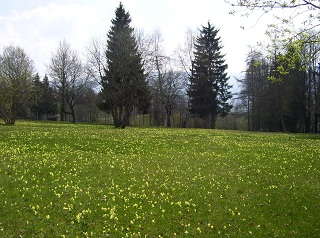 Foto einer bl&uuml;henden Schl&uuml;sselblumenwiese