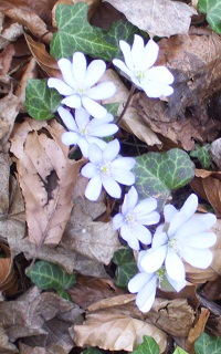 Foto hellblauer Blumen am Wegesrand