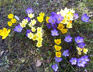 Foto bl&uuml;hender Krokusse