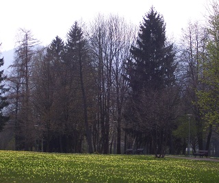 Foto einer bl&uuml;henden Schl&uuml;sselblumenwiese