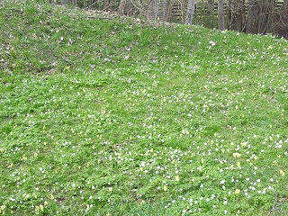 Foto einer bl&uuml;henden Wiese mit Buschwindr&ouml;schen
