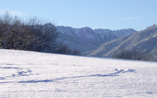 Foto der Spuren im Schnee